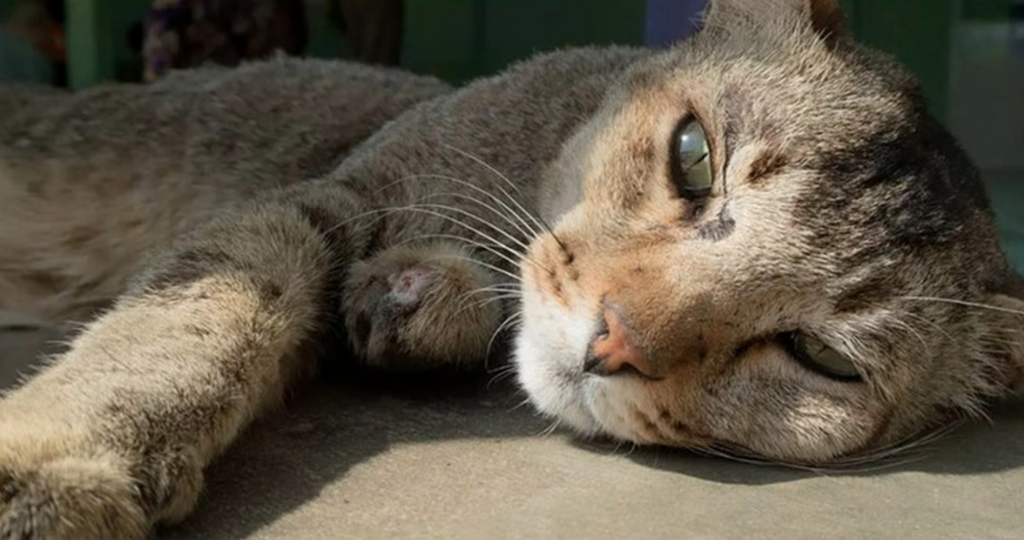 Me entró algo al ojo: Abuelito entregará su herencia a quien cuide de su gata cuando él ya no esté