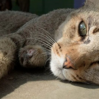 Me entró algo al ojo: Abuelito entregará su herencia a quien cuide de su gata cuando él ya no esté