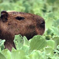 Ola polar en Argentina sorprende a capibaras en el hielo