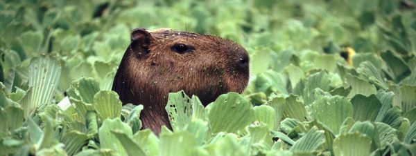 Ola polar en Argentina sorprende a capibaras en el hielo