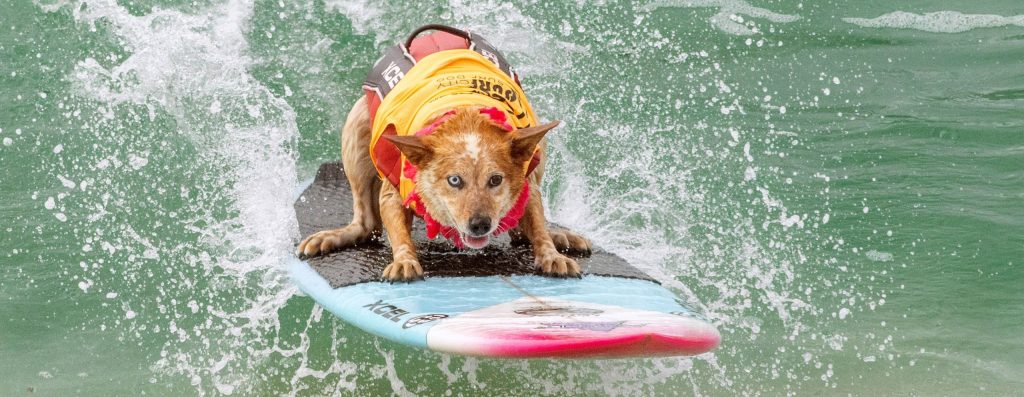 Perros surfistas sorprenden en playa de San Diego