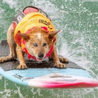 “Las mascotas no son juguetes”: veterinarios llaman a no regalarlas en Navidad