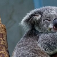 Koalas que no logran aparearse prefieren dormir