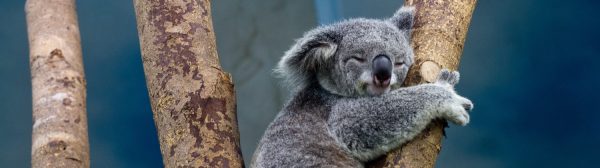 Koalas que no logran aparearse prefieren dormir