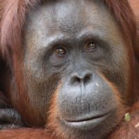 Graban a mujer dando vaporizador a orangután