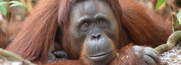 Graban a mujer dando vaporizador a orangután