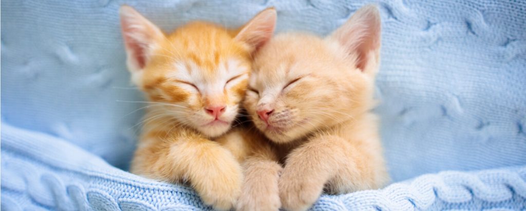 ¡Quería adoptar solo un gatito pero su hermano no lo permitió!