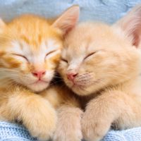 ¡Quería adoptar solo un gatito pero su hermano no lo permitió!