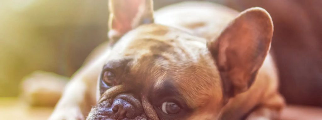 Perro castigado se queda en la esquina con cara de resignación