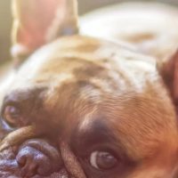 Perro castigado se queda en la esquina con cara de resignación