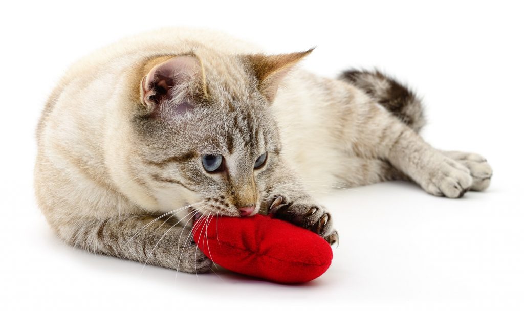 Cómo elegir juguetes interactivos para mantener entretenido a tu gato