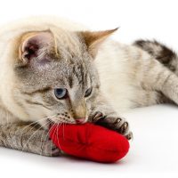 Cómo elegir juguetes interactivos para mantener entretenido a tu gato