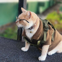 Gato adoptado por Carabineros en Porvenir causa furor