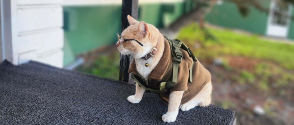 Gato adoptado por Carabineros en Porvenir causa furor