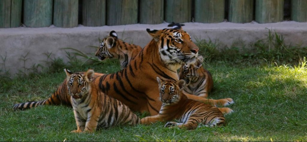 Zoológico pide donar mascotas para dar de comer a sus depredadores