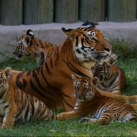 Zoológico pide donar mascotas para dar de comer a sus depredadores