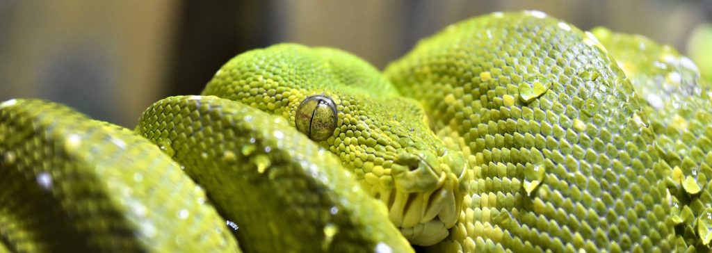 Viral: australiana saca dos pitones en el entretecho de una casa