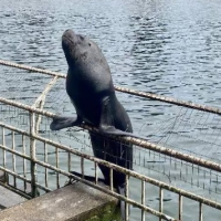 Lobo marino deja con heridas graves a turista porfiado en Valdivia