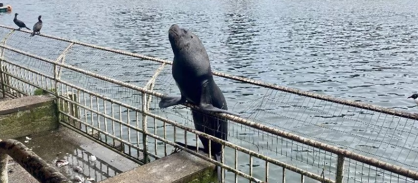 Lobo marino deja con heridas graves a turista porfiado en Valdivia