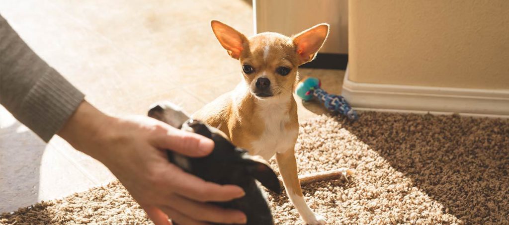 Confirmado: tu perro siente celos si acaricias a otro
