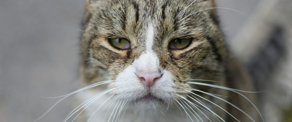 Estudio revela que los gatos entienden órdenes humanas pero deciden ignorarlas