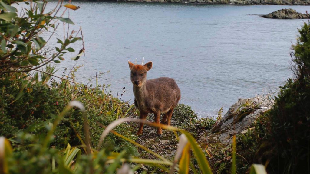 Pudú lesionado es acogido por Carabineros en Mehuín