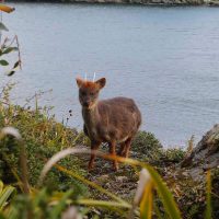 Pudú lesionado es acogido por Carabineros en Mehuín
