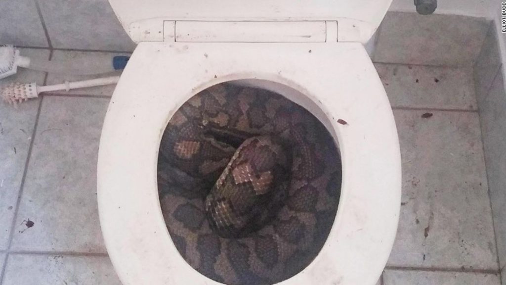 Heroína de 4 años espantó anaconda en Australia