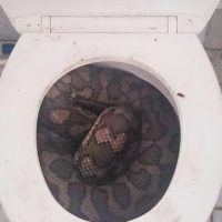 Heroína de 4 años espantó anaconda en Australia