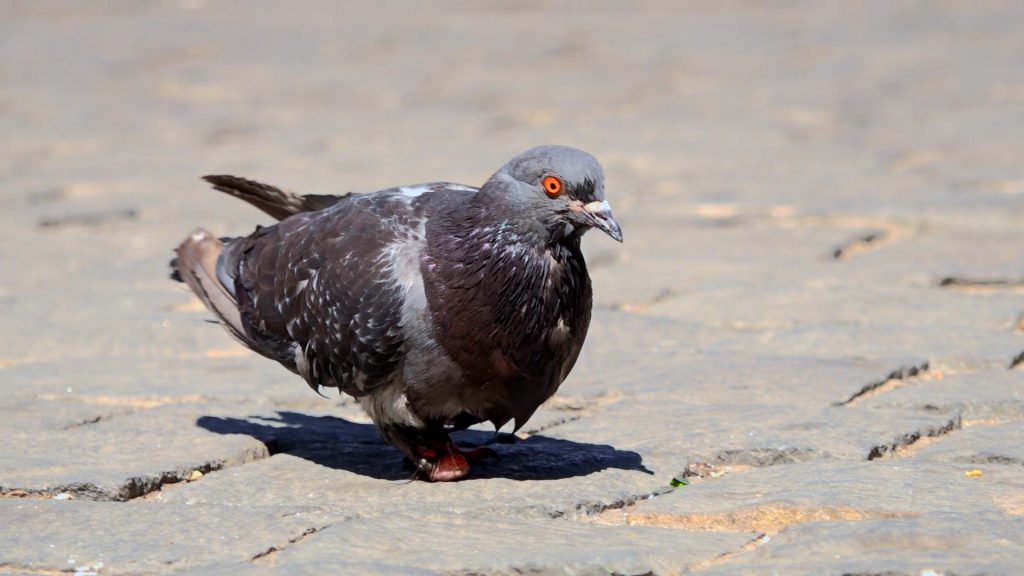 Captan insólita caza de palomas en plazas de Santiago