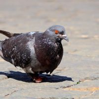 Captan insólita caza de palomas en plazas de Santiago