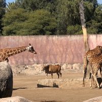 Animalistas molestos con polémico show en el Buinzoo
