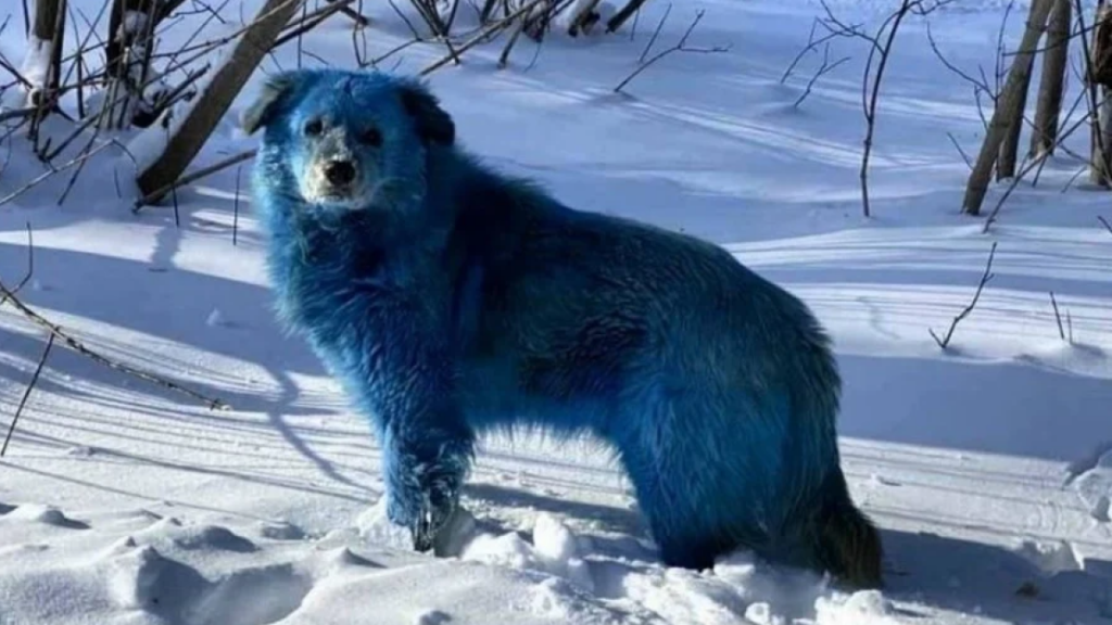 Avistamiento de perro azules en Chernobil