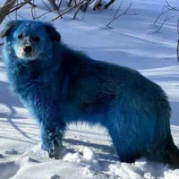 Avistamiento de perro azules en Chernobil