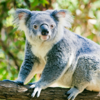 Koala bebé no suelta a mamá y lo calman con un peluche