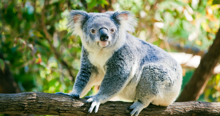 Koala bebé no suelta a mamá y lo calman con un peluche
