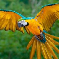 Zoológico británico separa a cinco loros por insultar al público