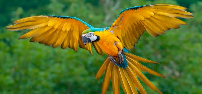 Zoológico británico separa a cinco loros por insultar al público