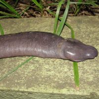 Aterrador anfibio se toma las redes sociales