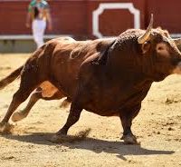 Insólito robo en Viña: recuperan termo con semen de toro