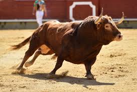 Insólito robo en Viña: recuperan termo con semen de toro