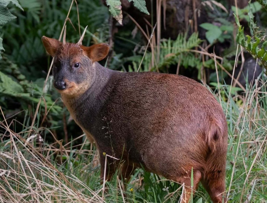 Captan a pudú de “huesos anchos” en Parque Tepuhueico