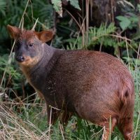 Captan a pudú de “huesos anchos” en Parque Tepuhueico