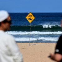 Cuarto ataque de tiburón en 3 días en Australia