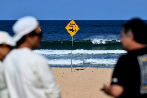 Cuarto ataque de tiburón en 3 días en Australia