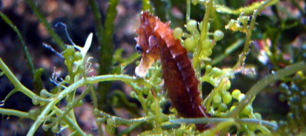 Los caballitos de mar bailan cada mañana para fortalecer su vínculo