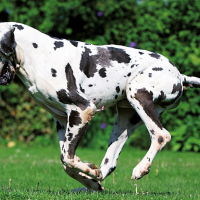 Récord mundial: gran danés es la perra más alta del mundo