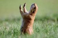 Dos marmotas frenan el tránsito con insólita pelea