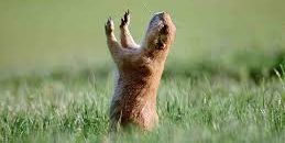 Dos marmotas frenan el tránsito con insólita pelea