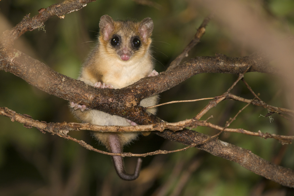 Bomberos de Lautaro logran rescatar 2 monitos del monte
